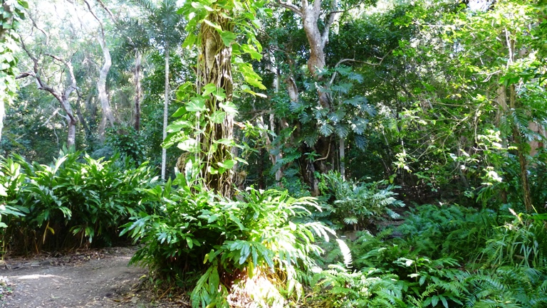 Im botanischen Garten von Cooktown